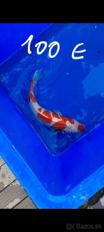 Koi Kapre - 4