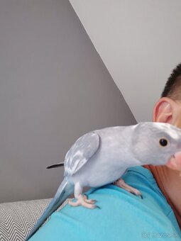 Alexander malý - 4