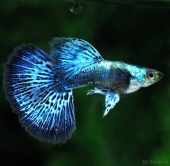 Japan Blue Mosaic Guppy/Gupky - 4