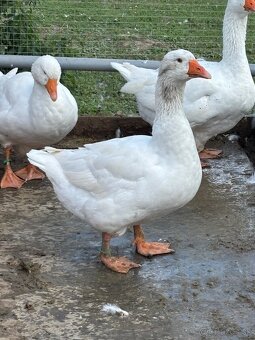 Domace biele husi - 4
