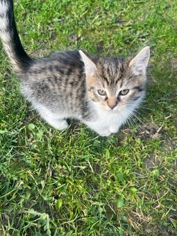 Darujeme mačiatka do dobrých rúk - 4