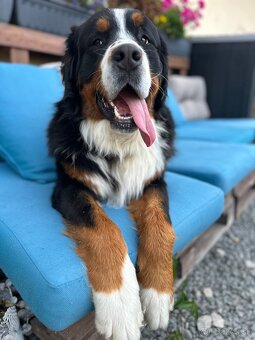 Bernsky salašnicky pes - 4