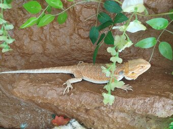 Predam mesiac stare terarium z agamami - 4