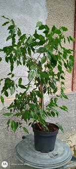PREDAM FIKUS - 4