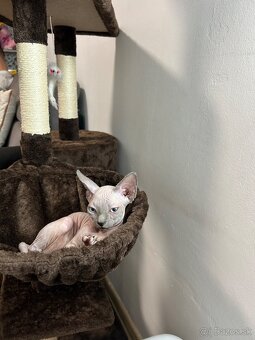 Kanadský sphynx - 4