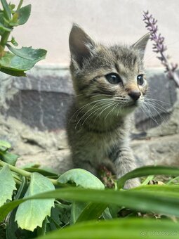 Darujem dvoch kocúrikov - 4