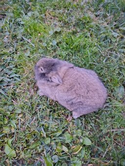 Zakrslý zajačik - 4