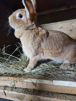 Burgundský králik - 4