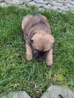 Darujem šteniatko – len do dobrých rúk - 4