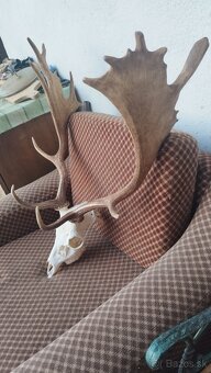 Predám trofej Daniela parožie zhody trofeje. - 4