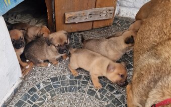 Darujem šteniatka - 4