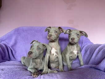 Americký pitbulterier s PP silverfawn rarita - 4