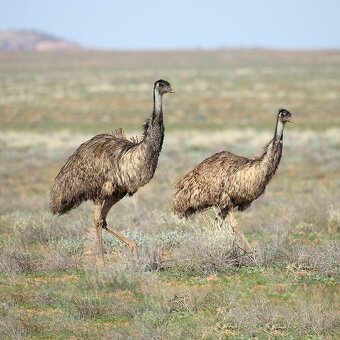 AUSTRALSKE EMU - EMU HNEDY - 4