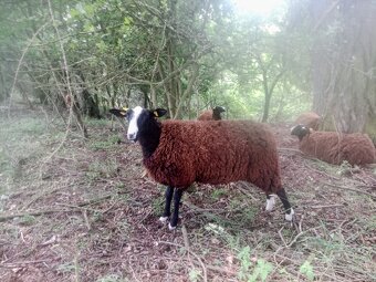 Zwartbles plemenné ovce 3/2024 s POP - 4