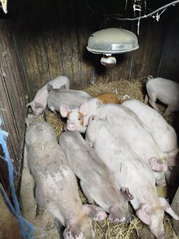 Predám odstavčata - 4