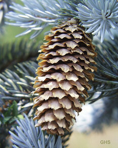 Smrek pichľavý (Picea pungens) alebo strieborný smrek. - 4