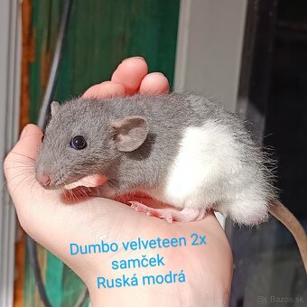 ❤ Dumbo, velveteen potkaníky - 4