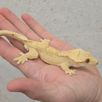 Pagekon riasnaty - C. ciliatus - 4