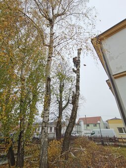 Rez a výrub stromov, arboristika - 4