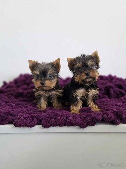 Yorkshirsky terier - 4