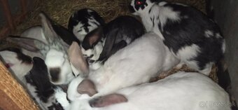 Predám králiky 3 mesačne krížence - 4