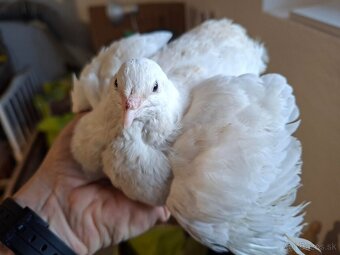 Predam krasnych kohutov preplice japonskej - 4