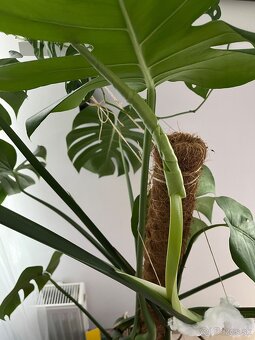 Monstera deliciosa - 4