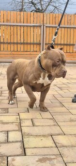 American bully XL - 4