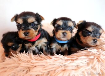 Yorkshire Terrier - 4