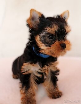 Yorkshire Terrier, York, Jork, Yorkshirsky teriér, šteniatka - 4