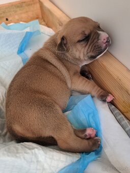 Predám šteniatka stafford/American bully - 4