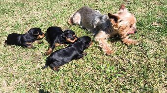 Mini Yorkshire terrier - 4