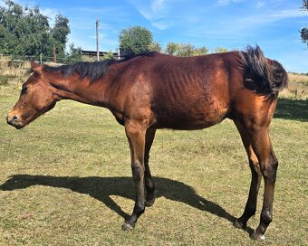 quarter horse - 4