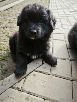 Predám šteniatka - 4