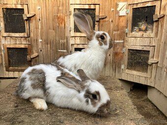 Nemecký obrovitý strakáč - 4