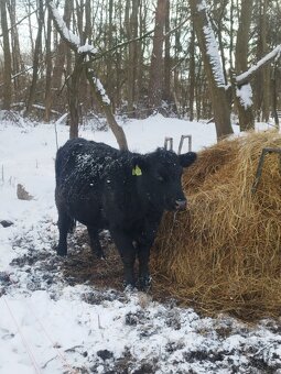 Jalovice aberdeen angus - 4