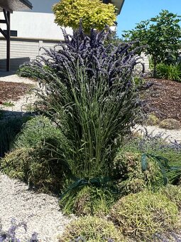 levandula - 4