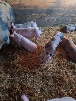 Predám prasiatka, odstavčatá - 4