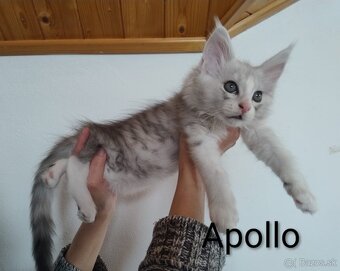 Mainská mývalia s PP - 4