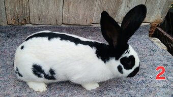 N.O. Strakoš, Kalifornsky - 4