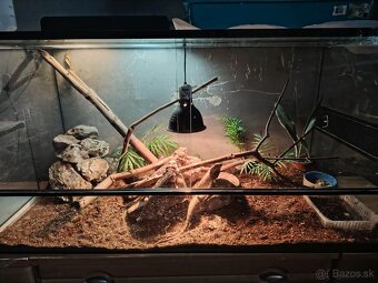 Agamy + terárium - 4