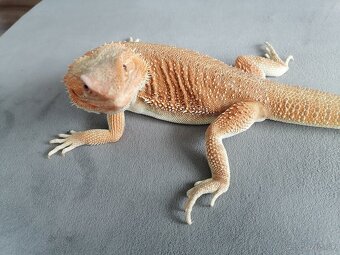 Agama Bradatá - 4