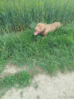 Darujem psíka, pitbull red nose - 4