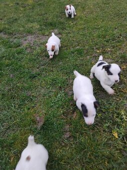 Predám šteňatá Jack Russel - 4