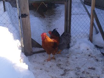 Kačky a kohúty - 4