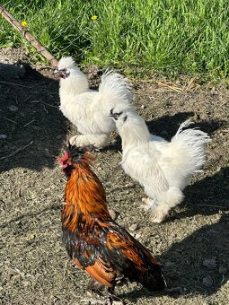 Predám mladé kohuty - eladó kakasok - 4