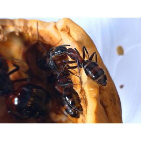 Camponotus ligniperda - 4
