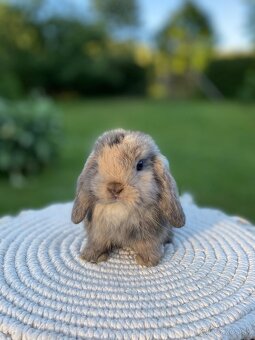 Mini Lop s VP - 4