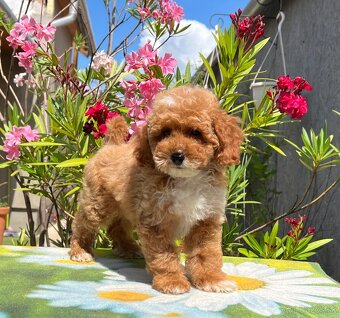 Maltipoo kiskutyák - 4