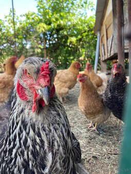 Predam domace vajicka- momentalne nemame - 4